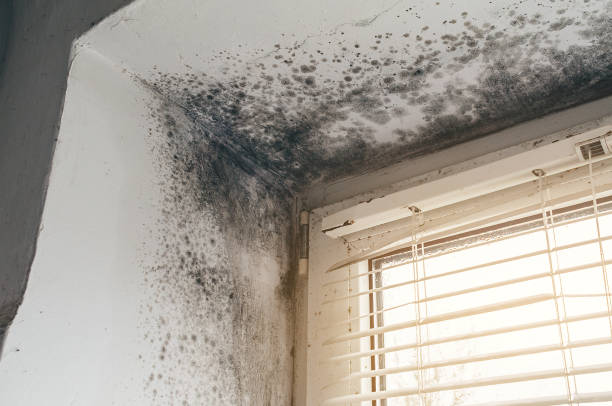Affordable Mold Removal solutions in North Wales, PA